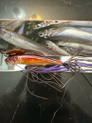 Imakatsu Alive Chatter 70 VERY Hard To Find NIP Super Effective JDM Chatter With Hard Minnow. Prespawn Craw. 70mm, 3/8oz Sinking. New In Package.