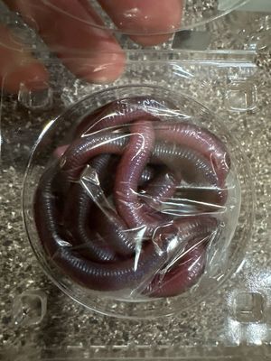 OSP MMZ Deka Worms. O.S.P MMZ Deka TW198 13” JDM Worms. SUPER Realistic. NIP