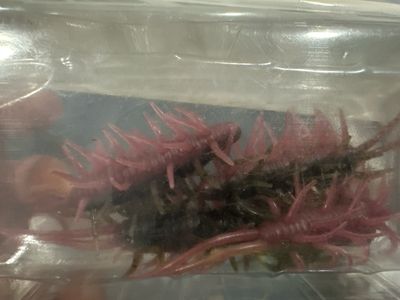 Hideup Coike Shrimp Big CG8 Green Pan Earthworm Exact Bait/color In Above Pics. Recommended 4/0. 100mm, 9g, 4 Baits/pack. NIP