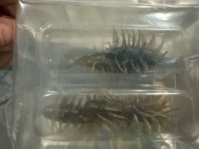 Hideup Coike Shrimp (Feco Spec) Salt Infused, #272 Kakure Shrimp. 5 Baits Per Pack. 65mm 3.2g. Exact Bait In Pics. NIP