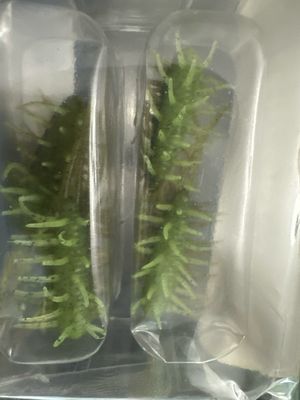 Hideup Coike Shrimp #271 Green Pumpkin/Chart Black F, 5 Baits Per Pack. Exact Baits In Pics. NIP