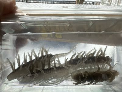 Hideup Coike Shrimp BIG 4 Baits Per Pack. Rare Color CG9. Light Green Pan/ Purple Clear. Exact Bait In Pics. Recommended To Use Offset 4/0 Hook. New In Package.