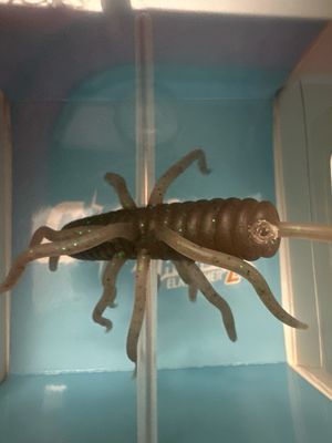 HideUp Coike Thunder L Elastomer #243 Tamaranbai Dark Shrimp