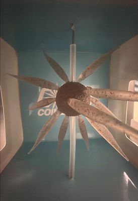 HideUp Coike Fish L Elastomer #242 Ebi Dappi