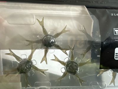 Jackall Jimmy Henge 50 Long Cast Model ELASTOMER. Green Pumpkin Goby. 5 Baits Per Package. Jackalls Big Move Into Urchin Market. NIP
