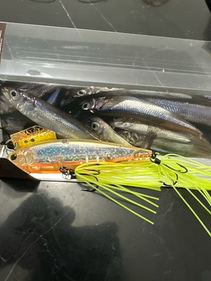 Imakatsu Alive Chatter 90 Dead Slow Sinking (DSS)  #83 Imakatsu Lemon Dazzler. GREAT Discontinued Bait, VERY Hard To Find. Exact Bait In Pics. JDM Chatterbait With Hard Minnow Attached. NIB