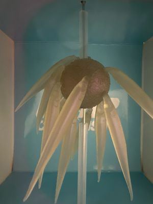 HideUp Coike Fish L Elastomer #267 Clear Wakasagi