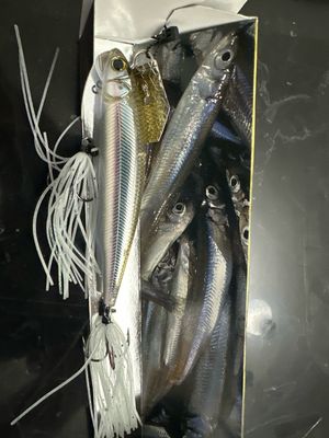 Imakatsu Alive Chatter 90 Dead Slow Sinking. #202 Takataki Wakasagi. Hard To Find JDM Chatterbait With Hard Minnow. Gorgeous And Effective Baits. NIB