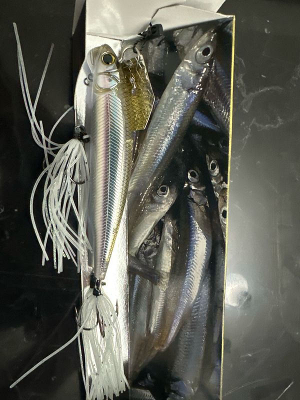 Imakatsu Alive Chatter 90 Dead Slow Sinking. #202 Takataki Wakasagi. Hard To Find JDM Chatterbait With Hard Minnow. Gorgeous And Effective Baits. NIB