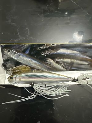 Imakatsu Alive Chatter 90 Dead Slow Sinking. #202 Takataki Wakasagi. Hard To Find JDM Chatterbait With Hard Minnow. Gorgeous And Effective Baits. NIB