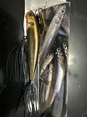 Imakatsu Alive Chatter 90 Dead Slow Sinking #111 Stain Gold