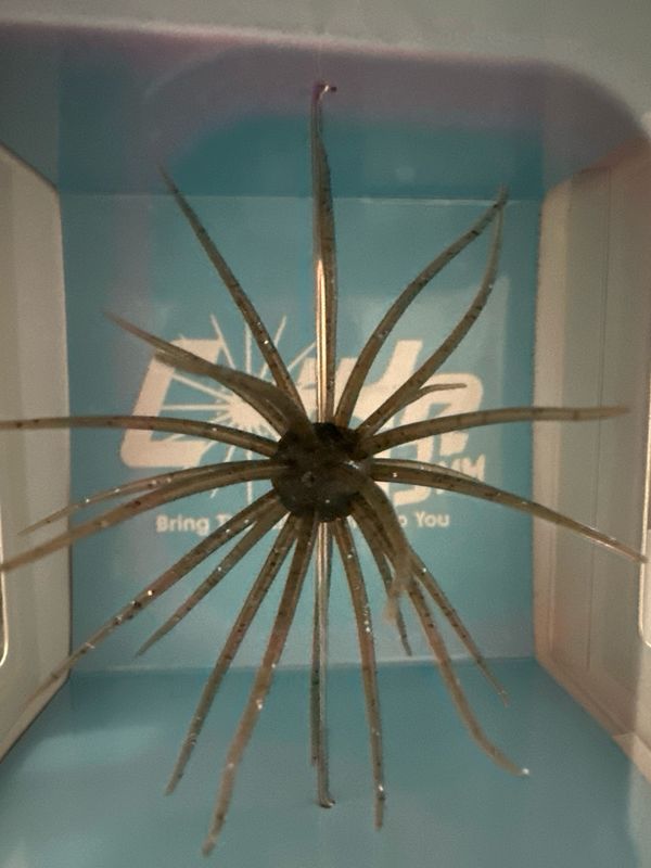 HideUp Coike 13mm HOT JDM Urchin Bait. #142 Light Green Pumpkin/Black &amp; Blue Flake. New In Box