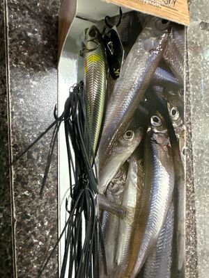 Imakatsu Alive Chatter 70 Sinking #135 Real Ayu 10g .35oz. Very Hard To Find Discontinued JDM Chatter With Hard Minnow Attached. NIP
