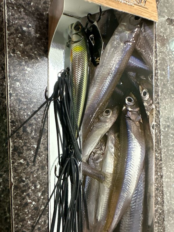 Imakatsu Alive Chatter 70 Sinking #135 Real Ayu 10g .35oz. Very Hard To Find Discontinued JDM Chatter With Hard Minnow Attached. NIP