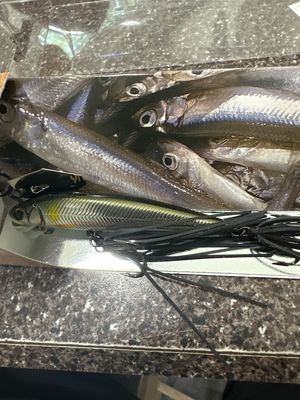 Imakatsu Alive Chatter 70 Sinking #135 Real Ayu 10g .35oz. Very Hard To Find Discontinued JDM Chatter With Hard Minnow Attached. NIP
