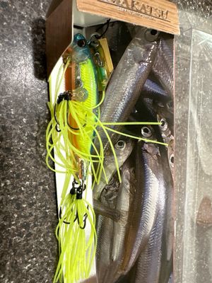 Imakatsu Alive Chatter 70 #06 Lightning Blue. Sinking. Exact Bait In Pics. NIP
