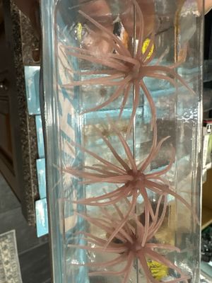 Hideup Coike Soft Material Original 3 Elastomer Urchin Baits Per Pack. NIP