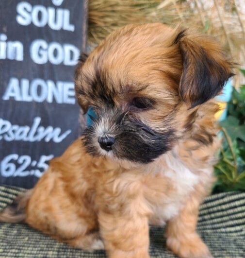 Shorkie Welpen Kaufen