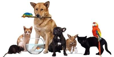Pet Shop