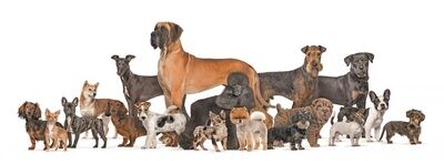 Dogs