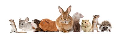 Rodents