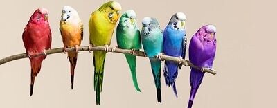 Cage and Aviary Birds