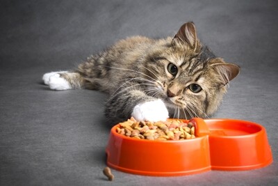 Foods