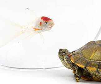 Fish and Tortoise