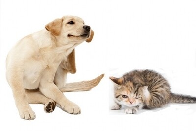Antiparasitics for animals