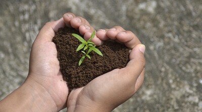 Potting Soils and Soil Conditioners