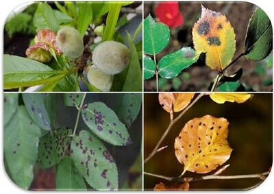 Fungicides