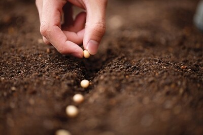Seeds