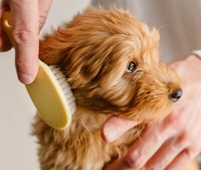 Combs and Brushes