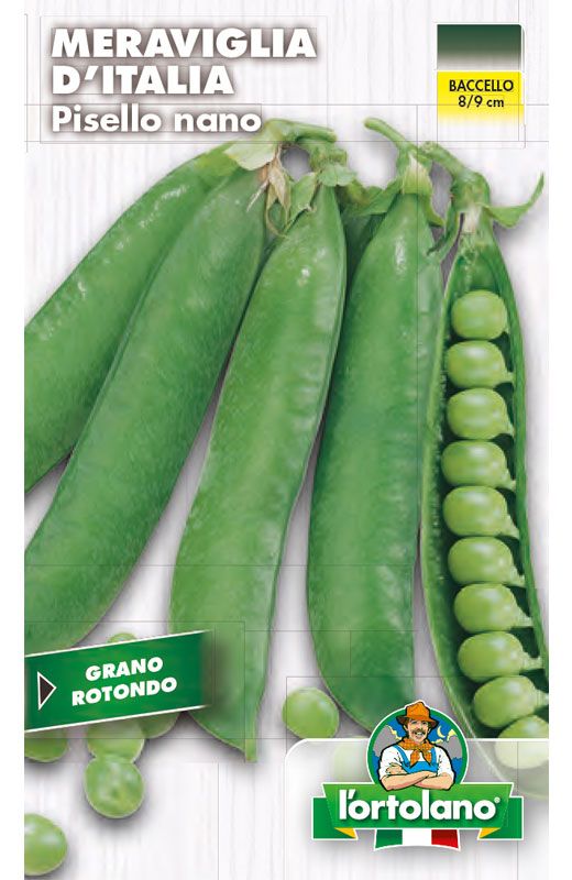Dwarf Wheat Pea Seed Round Wonder of Italy - L&#39;Ortolano