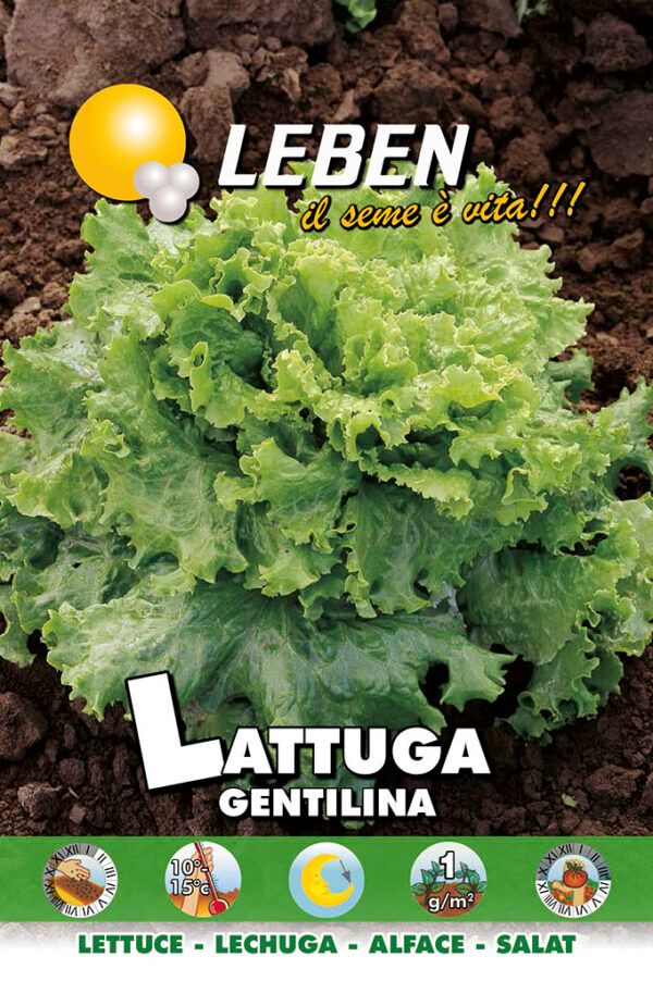 Seed of LATTUGA GRAN RAPIDS TYPE GENTILINA - Leben
