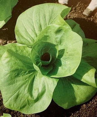 Blonde GRUMBLED CHICORY Seed - Leben