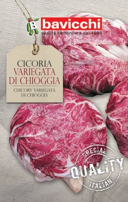 Variegated Chicory Seeds from Chioggia - Bavicchi