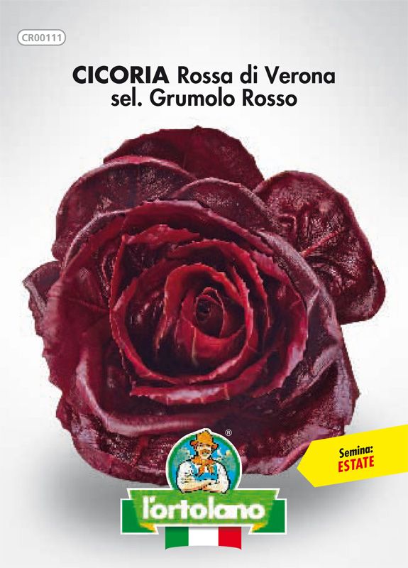 Red CICORY seed of Verona sel. Grumolo Red - L&#39;Ortolano
