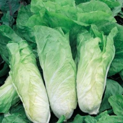 Milan White Chicory Seed - Leben