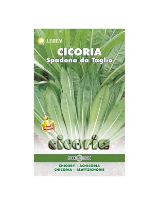 SPADONA CHICORY SEEDS - Leben