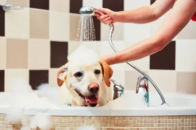 Hygiene