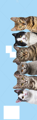 Cats