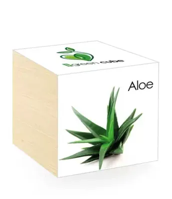 iGreen Cube Flowers &amp; Plants in Wooden Cubes - Aloe
