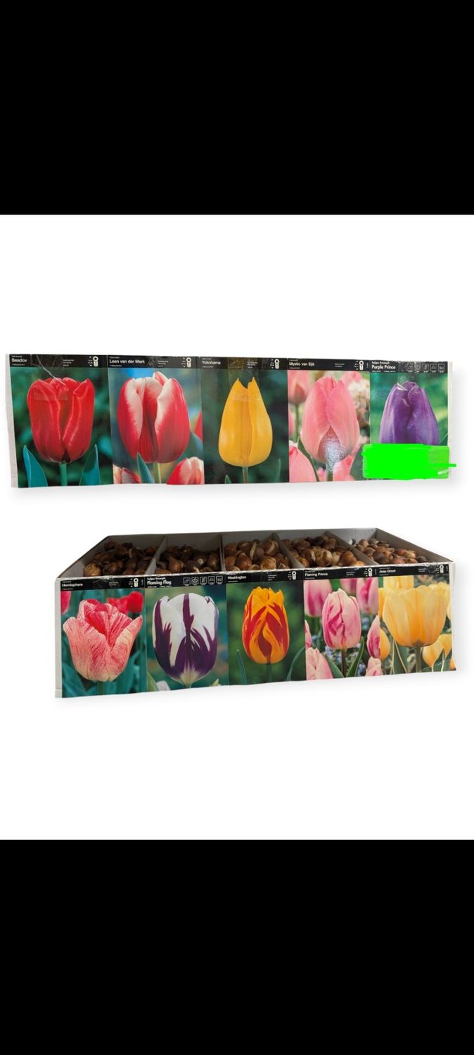 Tulip Bulbs - Color Mix