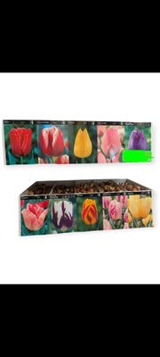 Tulip Bulbs - Color Mix
