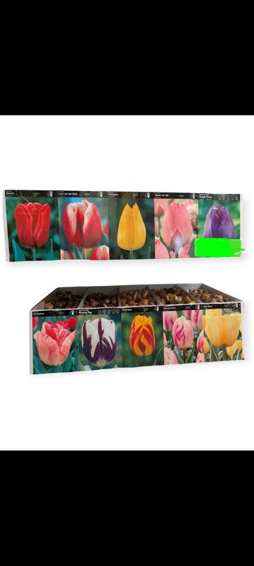 Tulip Bulbs - Color Mix