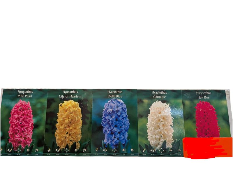 Hyacinth Bulbs