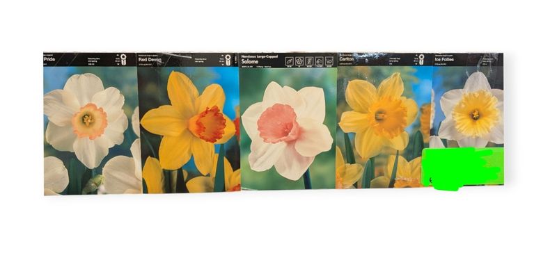 Narcissus Bulbs - Mixed Colors