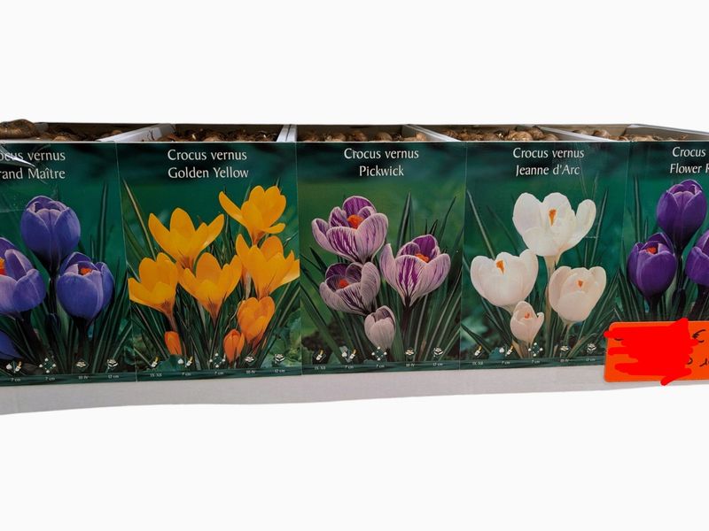 Crocus Bulbs - Mixed Colors