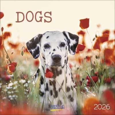 2026 DOG CALENDAR 30 X 30 CM wall